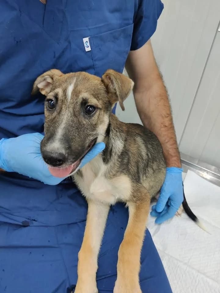 Timo, male puppy Mixed Breed for adoption at NaTiNo e.V.