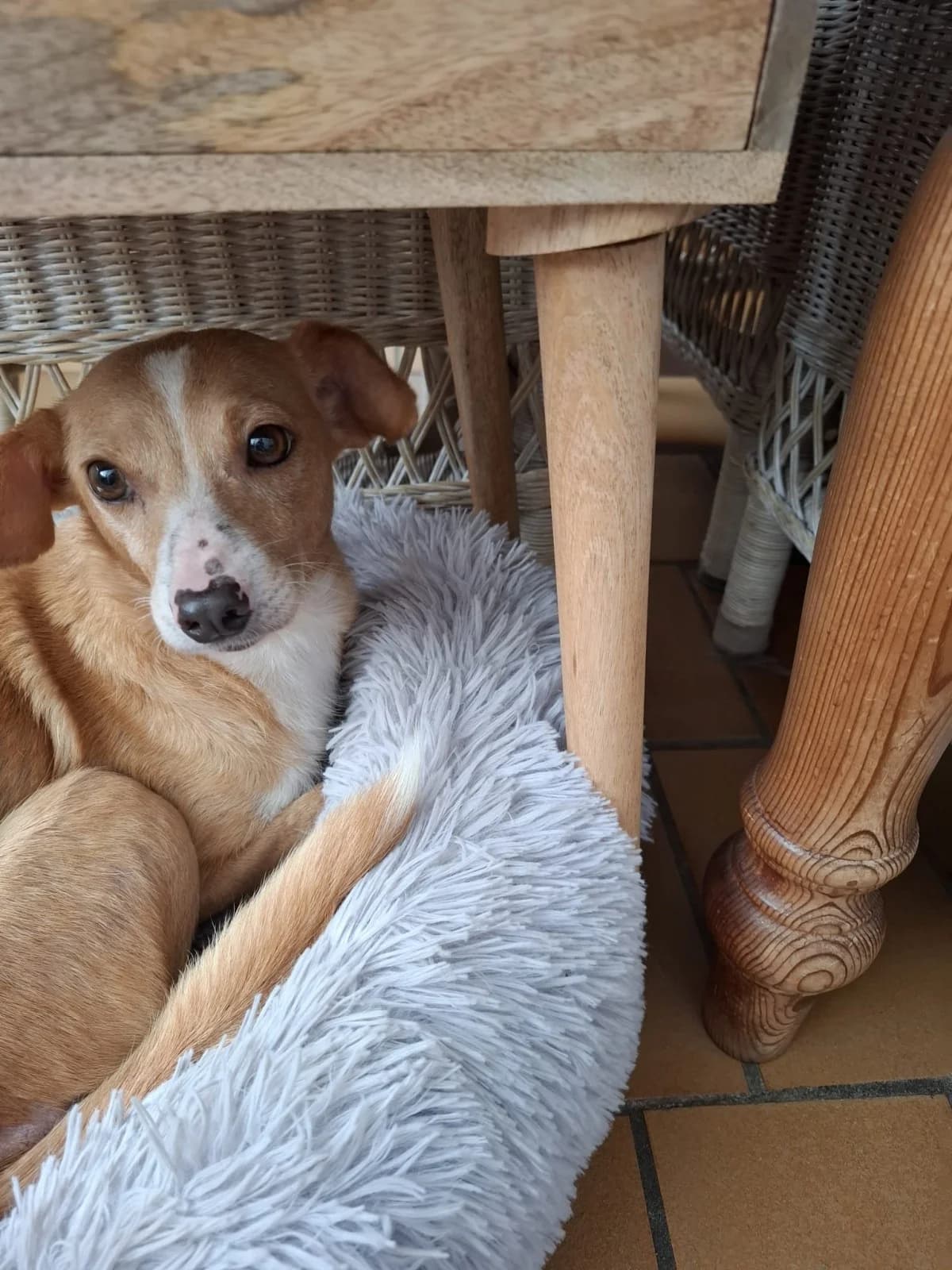 Tilli, female senior Mixed Breed for adoption at NaTiNo e.V.