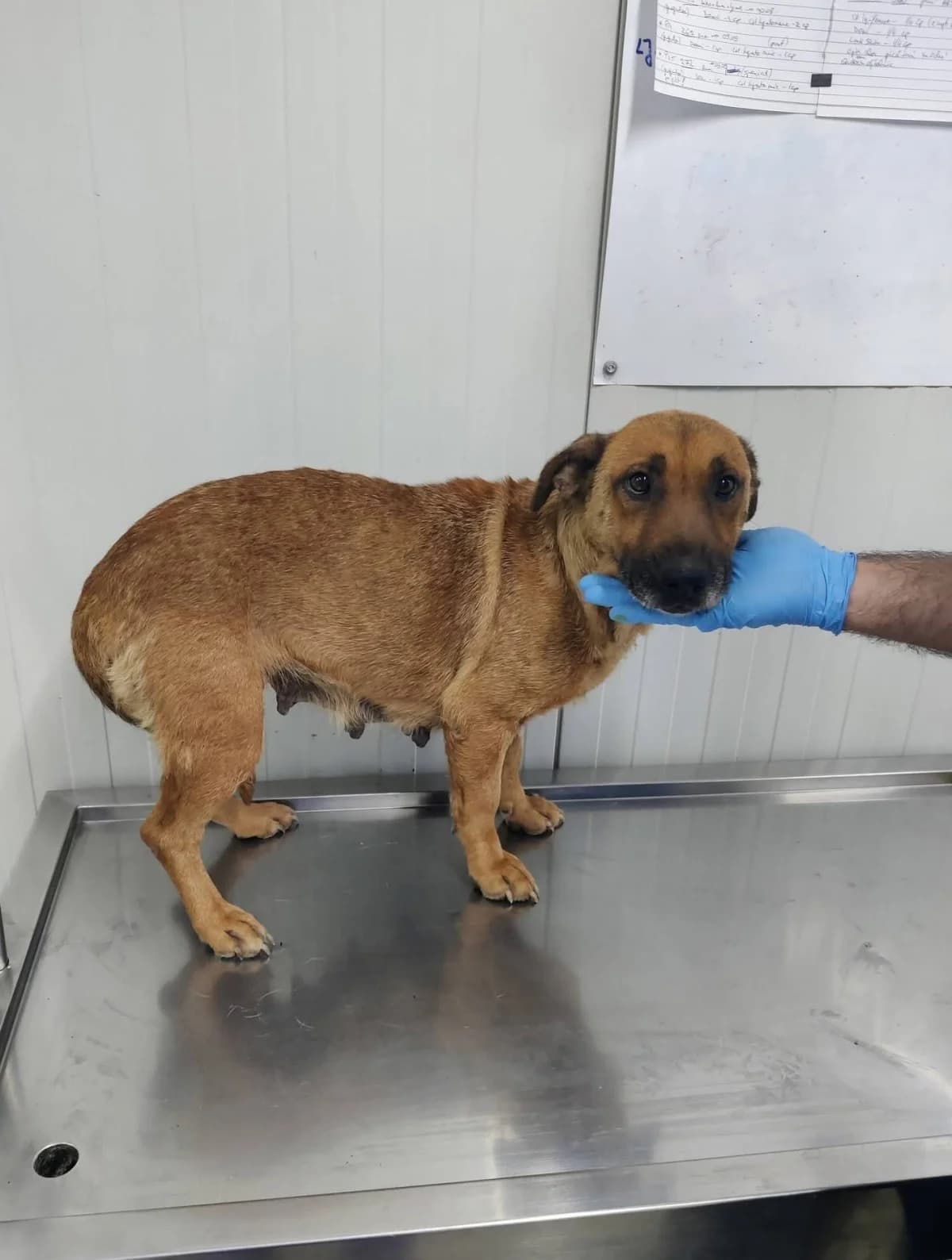 Lulu, female senior Mixed Breed for adoption at NaTiNo e.V.
