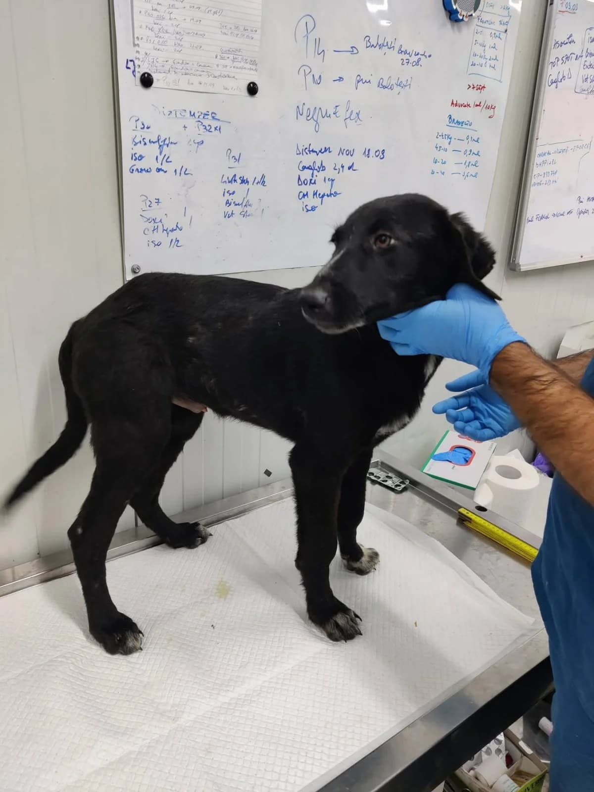Akim, male puppy Mixed Breed for adoption at NaTiNo e.V.