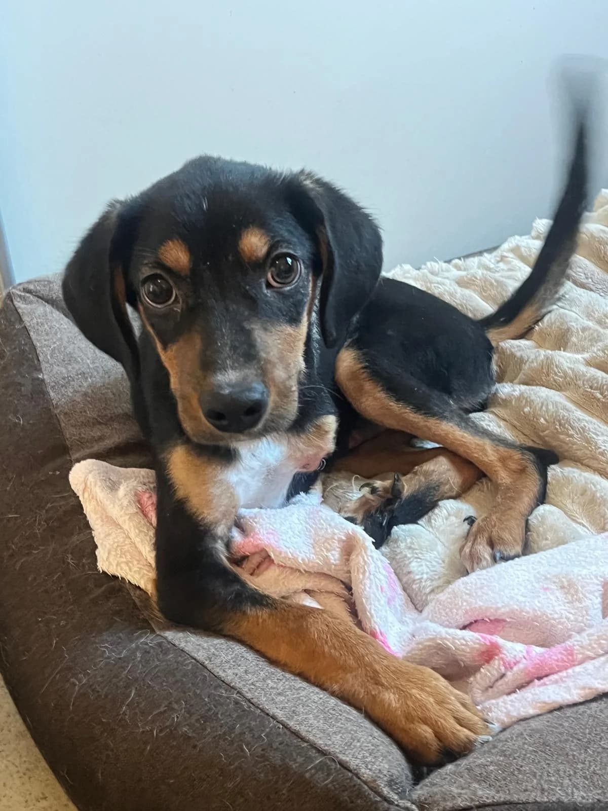 Pino, male puppy Mixed Breed for adoption at NaTiNo e.V.