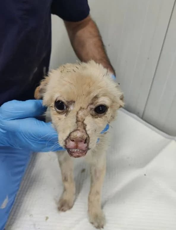 Jimmy, male puppy Mixed Breed for adoption at NaTiNo e.V.