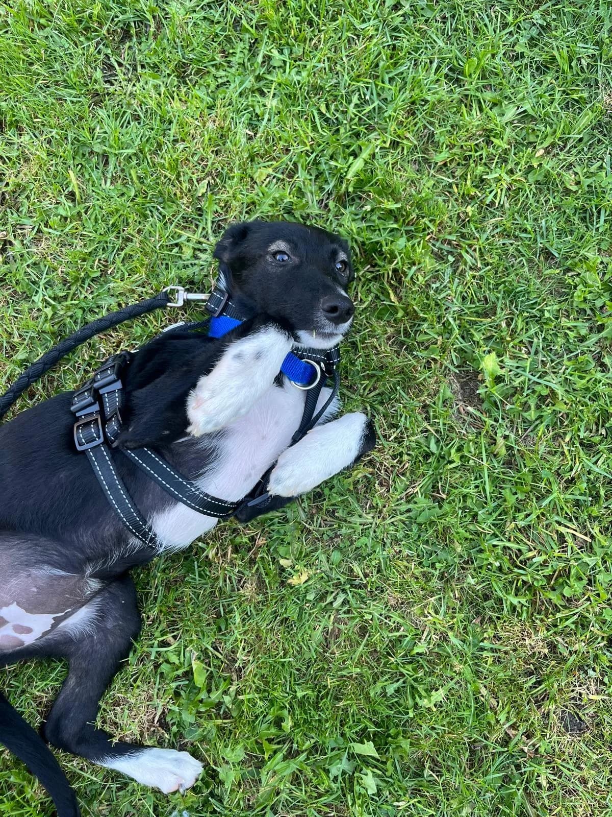 Amy, female puppy Mixed Breed for adoption at NaTiNo e.V.