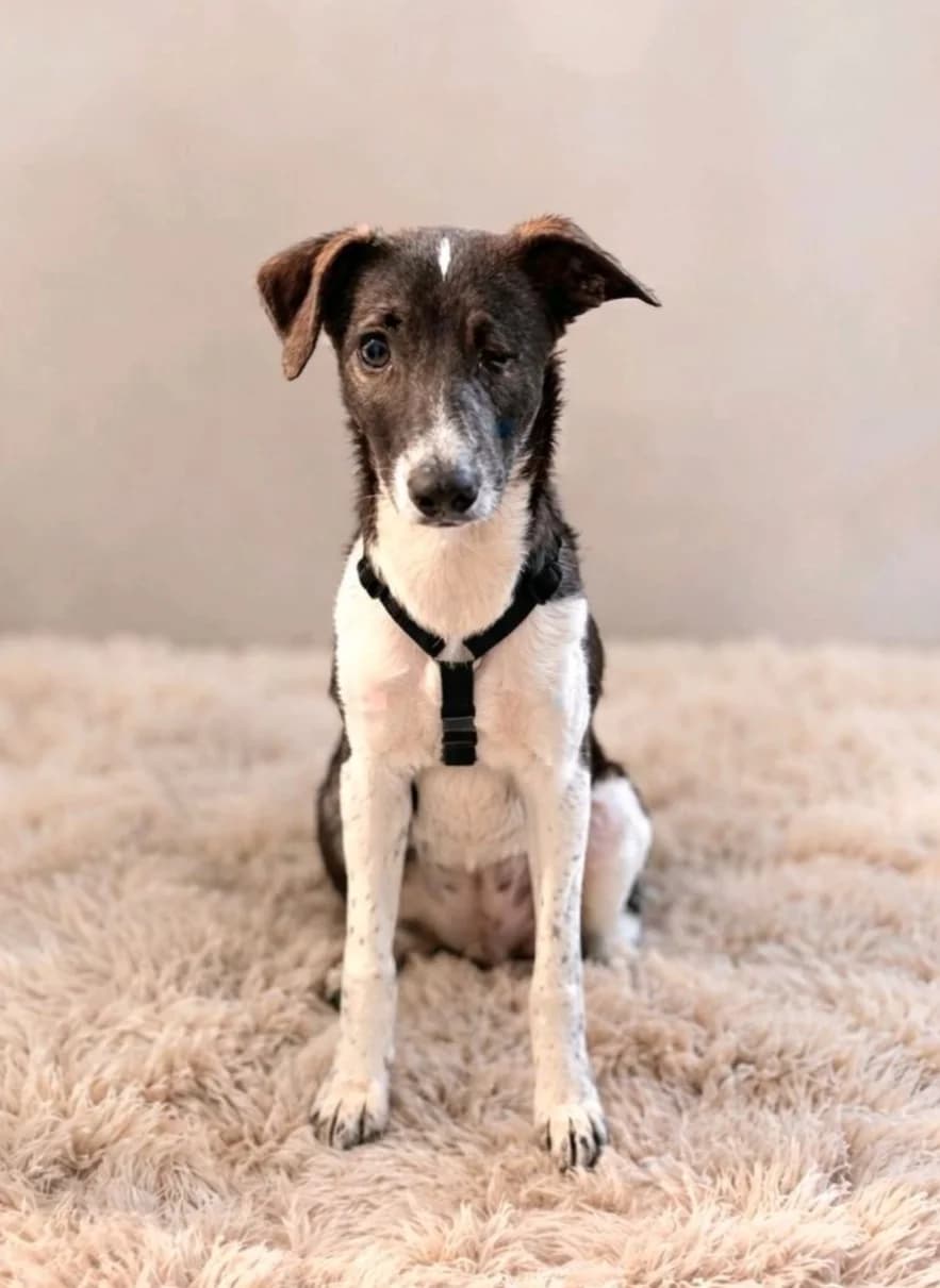 Levi, male puppy Mixed Breed for adoption at NaTiNo e.V.