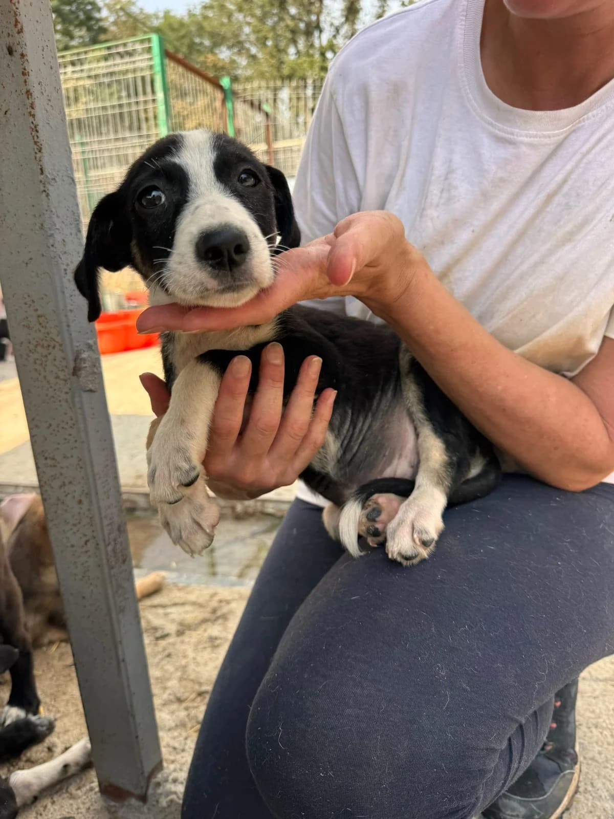 Freya, female puppy Mixed Breed for adoption at NaTiNo e.V.
