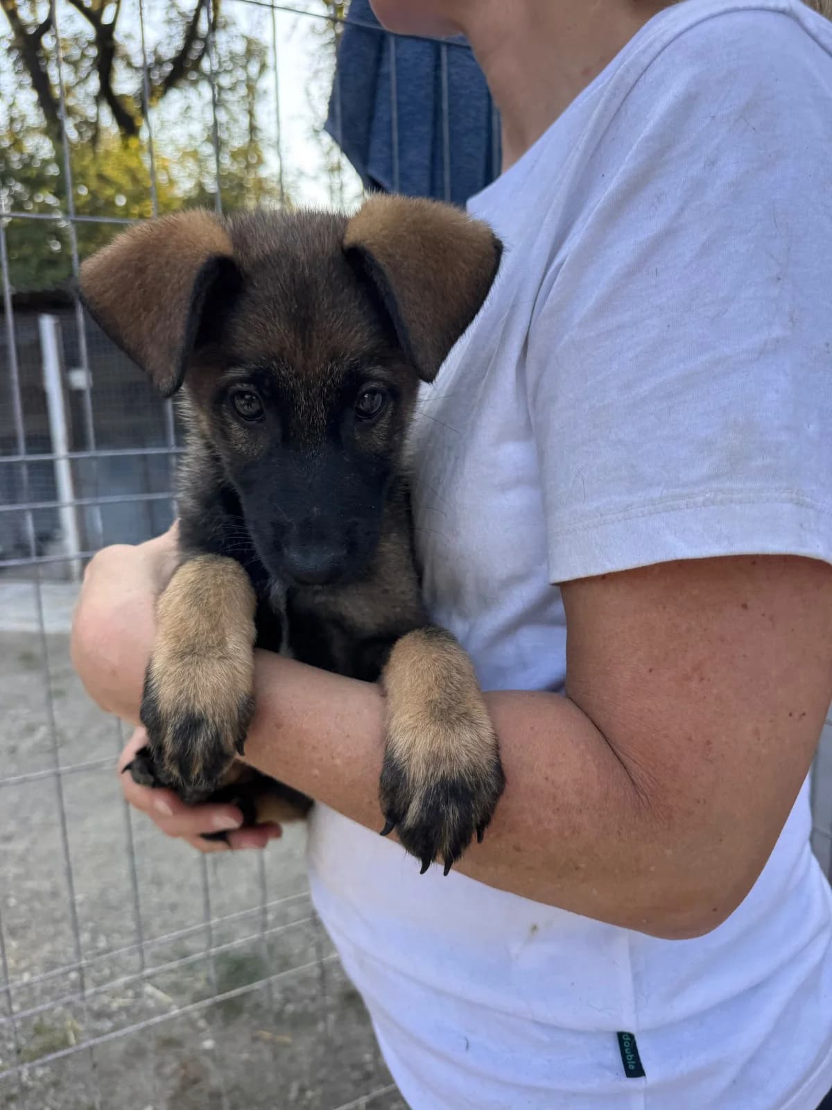 Rüde 1250, male puppy Mixed Breed for adoption at NaTiNo e.V.