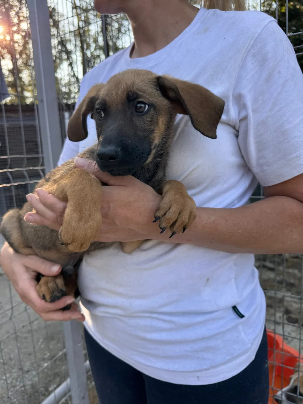 Rüde 1252, male puppy Mixed Breed for adoption at NaTiNo e.V.