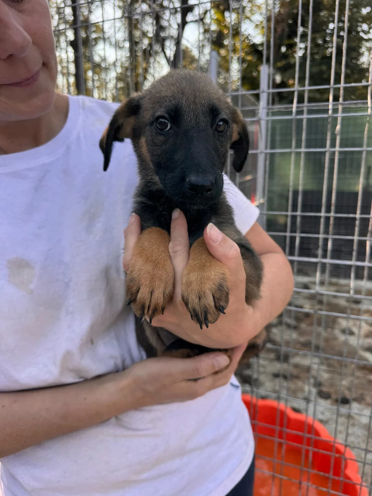 Hündin 1255, female puppy Mixed Breed for adoption at NaTiNo e.V.