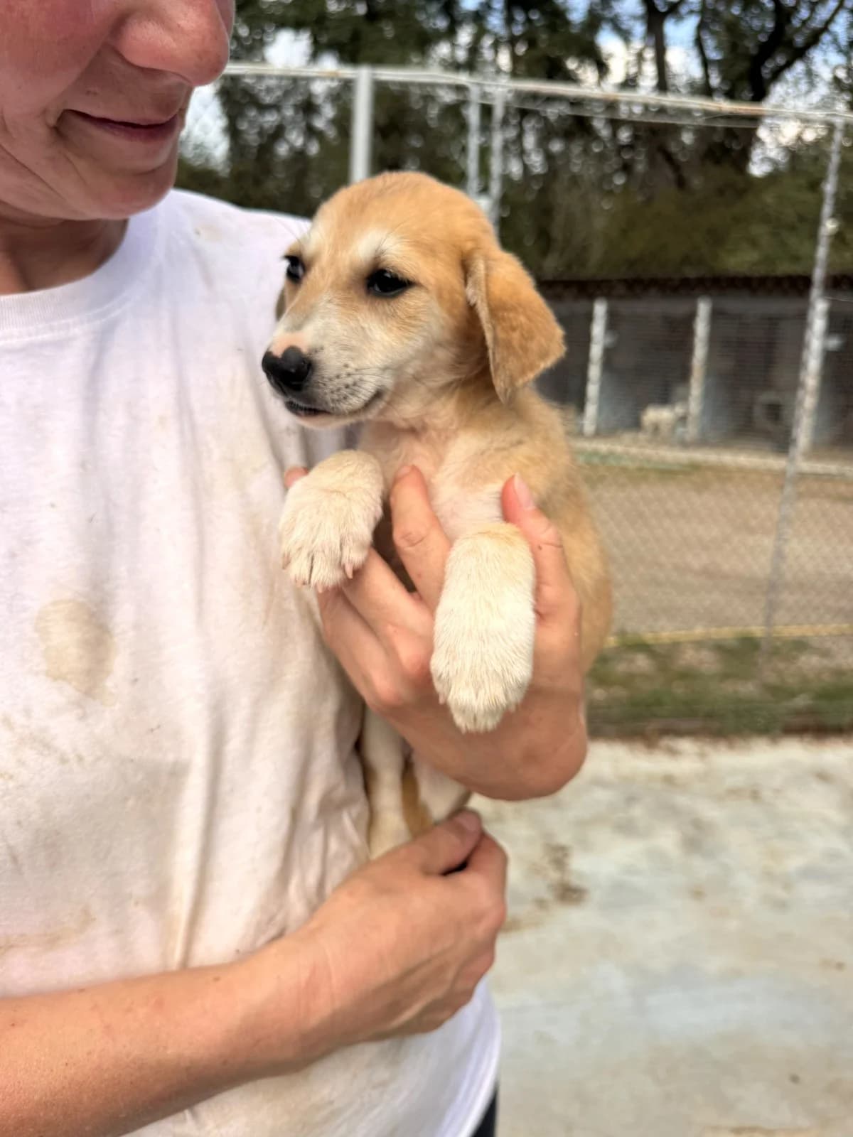 Hündin 1267, female puppy Mixed Breed for adoption at NaTiNo e.V.