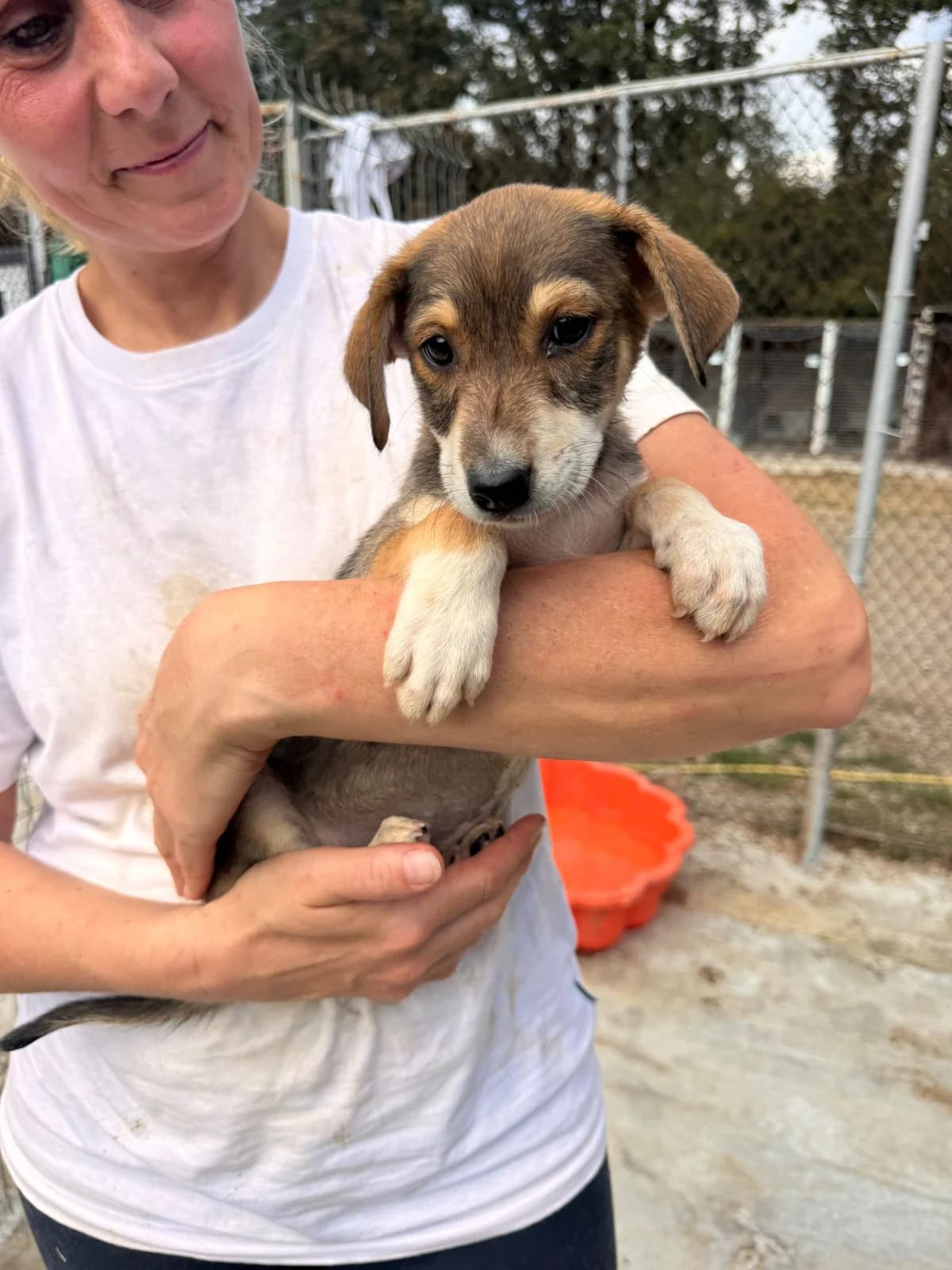 Hündin 1271, female puppy Mixed Breed for adoption at NaTiNo e.V.