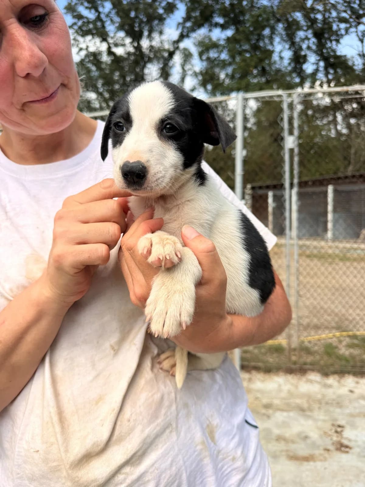 Rüde 1272, male puppy Mixed Breed for adoption at NaTiNo e.V.