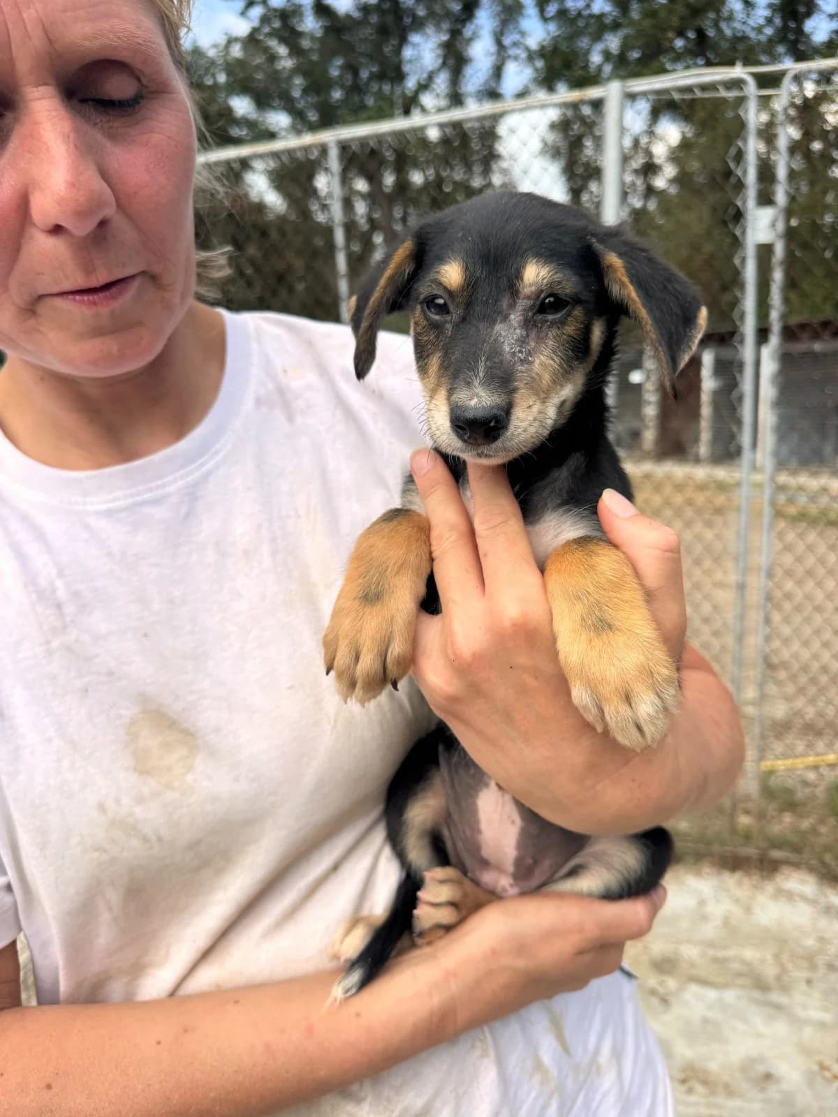 Hündin 1269, female puppy Mixed Breed for adoption at NaTiNo e.V.