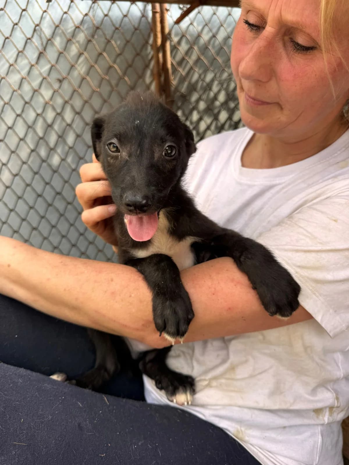 Charlie, male puppy Mixed Breed for adoption at NaTiNo e.V.