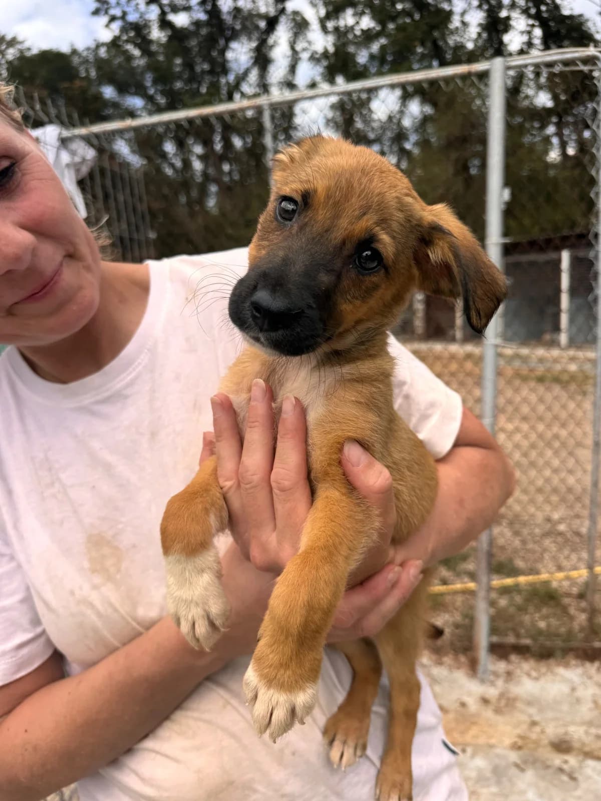 Hündin 1275, female puppy Mixed Breed for adoption at NaTiNo e.V.