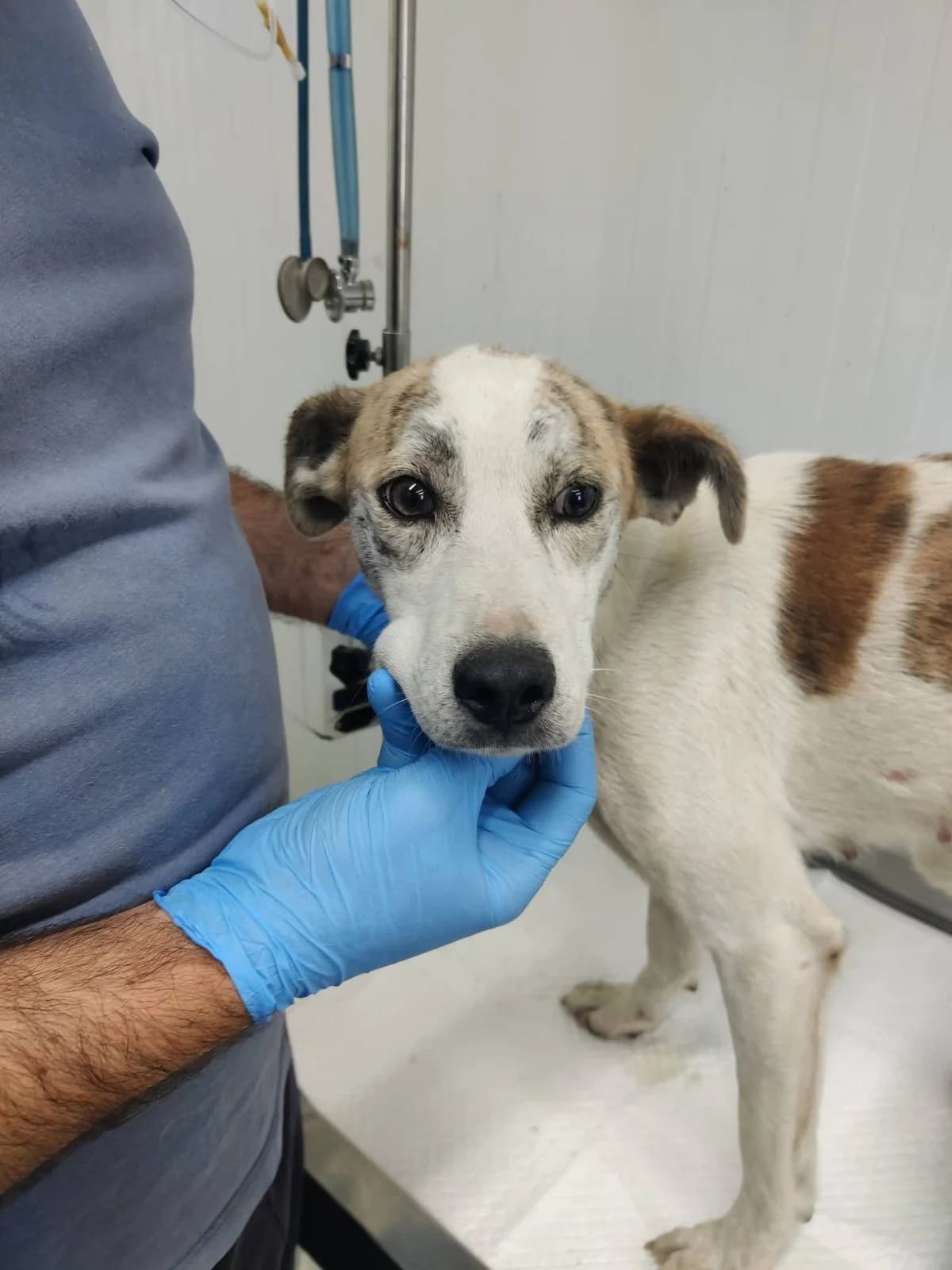 Kya, female young Mixed Breed for adoption at NaTiNo e.V.