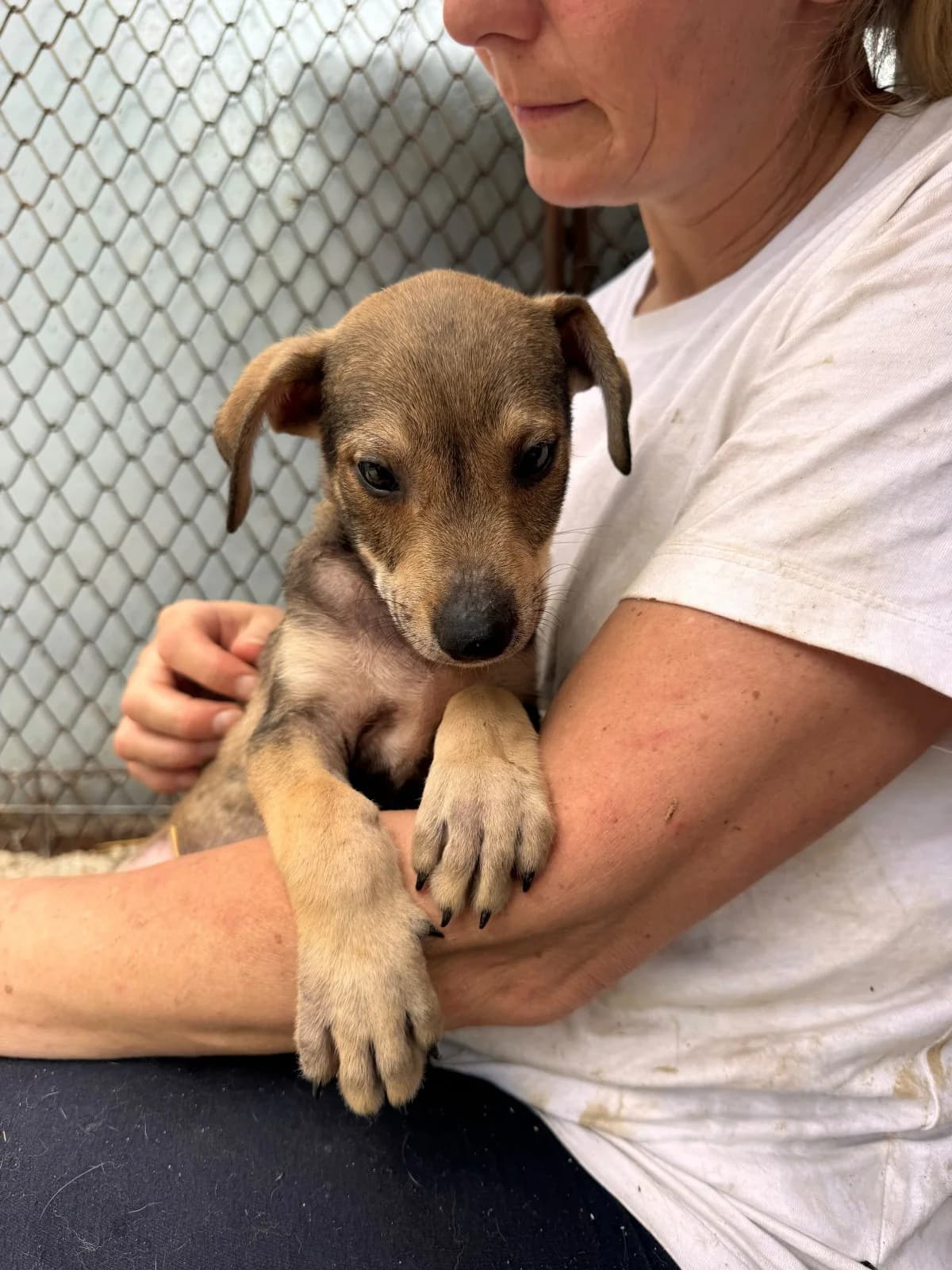Eddi, male puppy Mixed Breed for adoption at NaTiNo e.V.