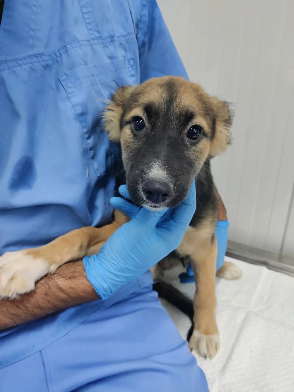 Hündin 1278, female puppy Mixed Breed for adoption at NaTiNo e.V.