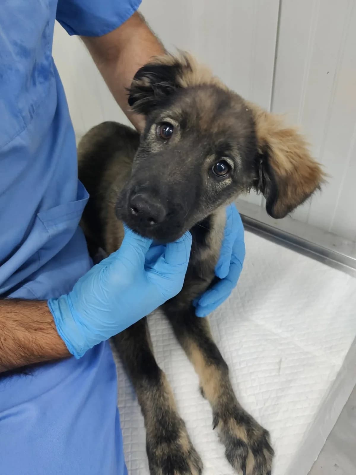 Hündin 1279, female puppy Mixed Breed for adoption at NaTiNo e.V.