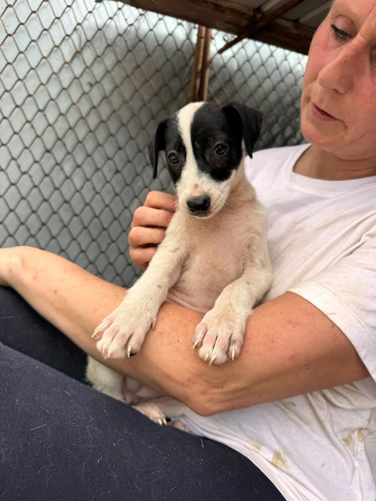 Hündin 1280, female puppy Mixed Breed for adoption at NaTiNo e.V.
