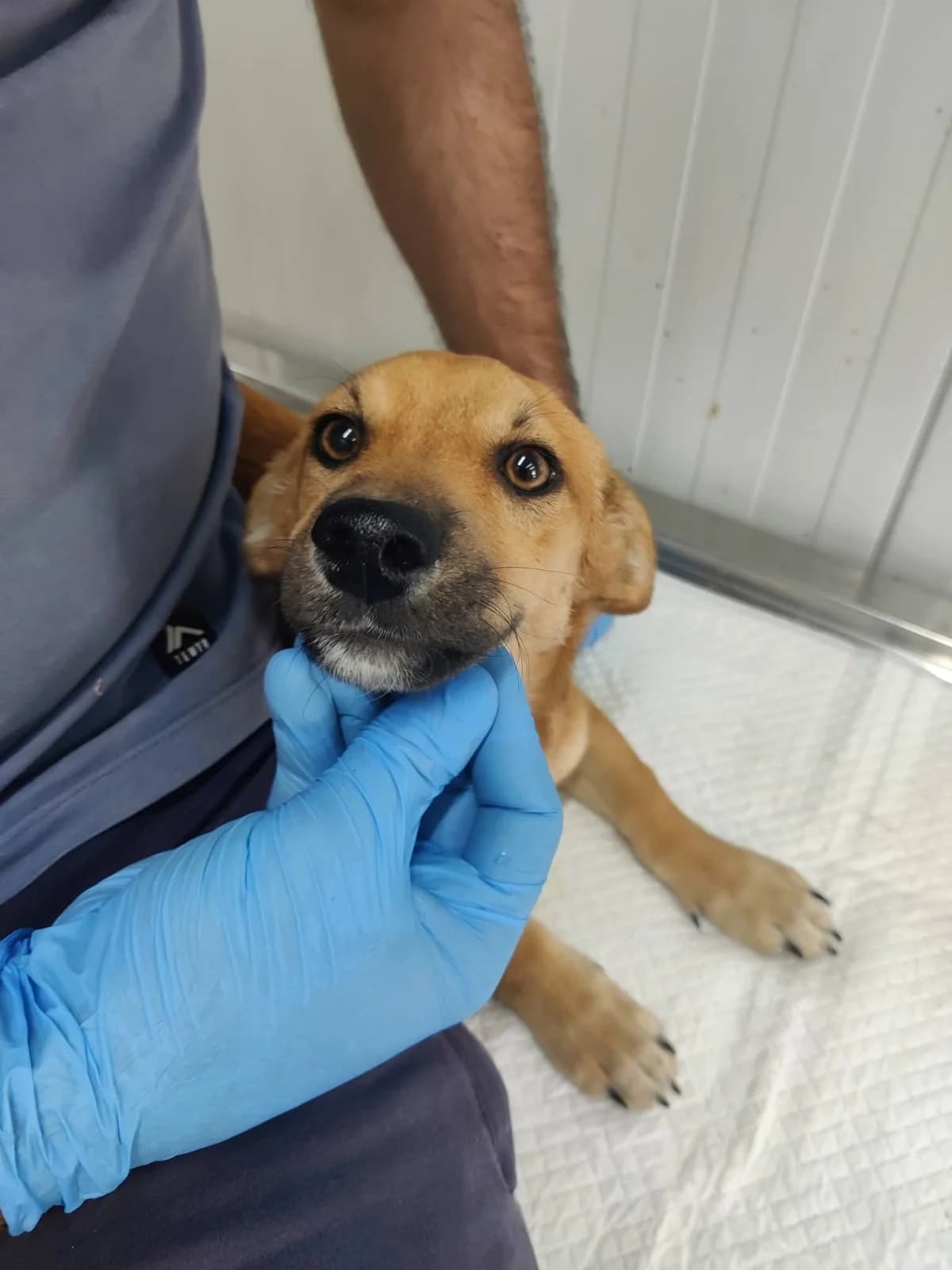 Rüde 1281, male puppy Mixed Breed for adoption at NaTiNo e.V.