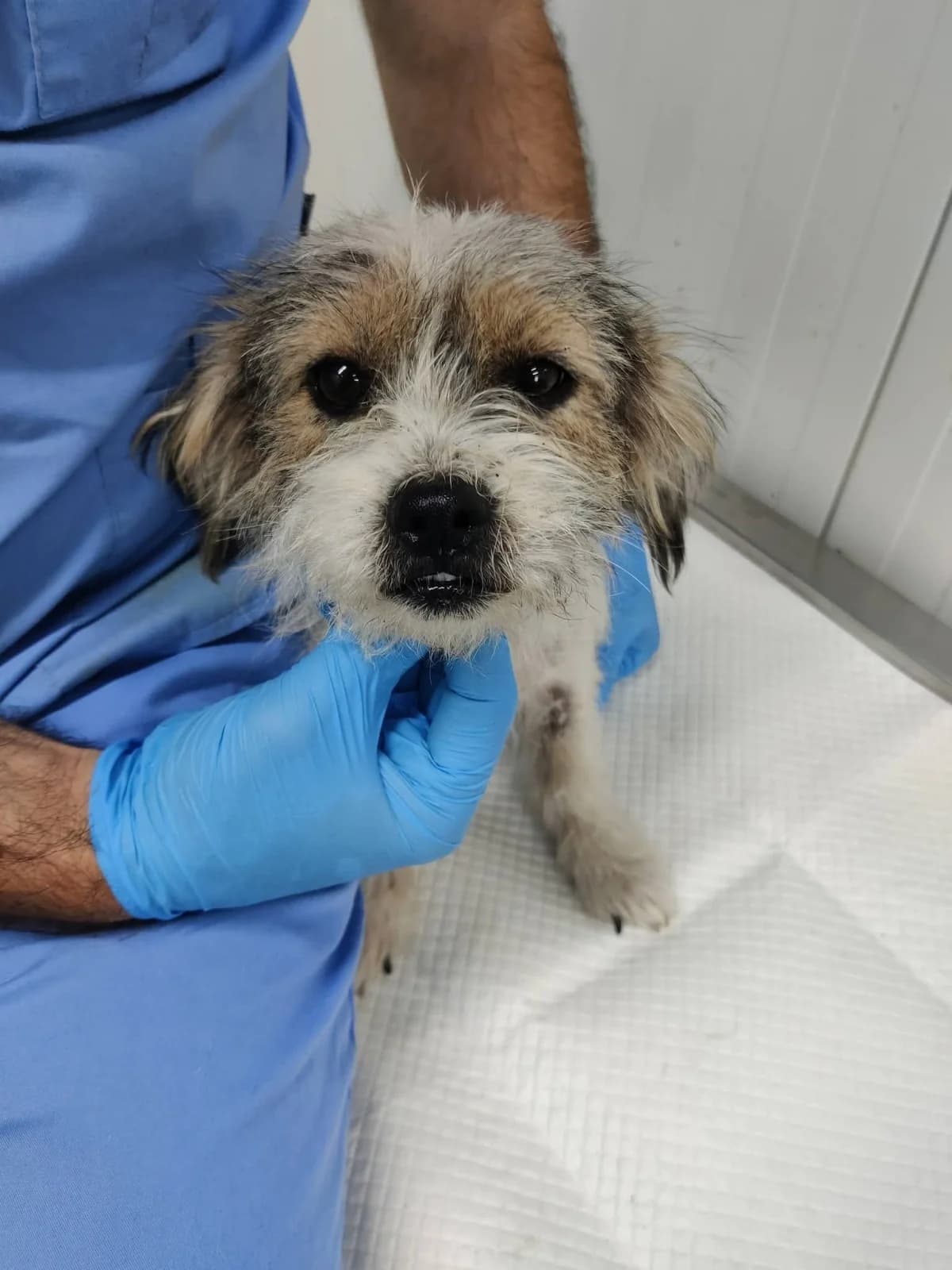 Emma, female young Mixed Breed for adoption at NaTiNo e.V.