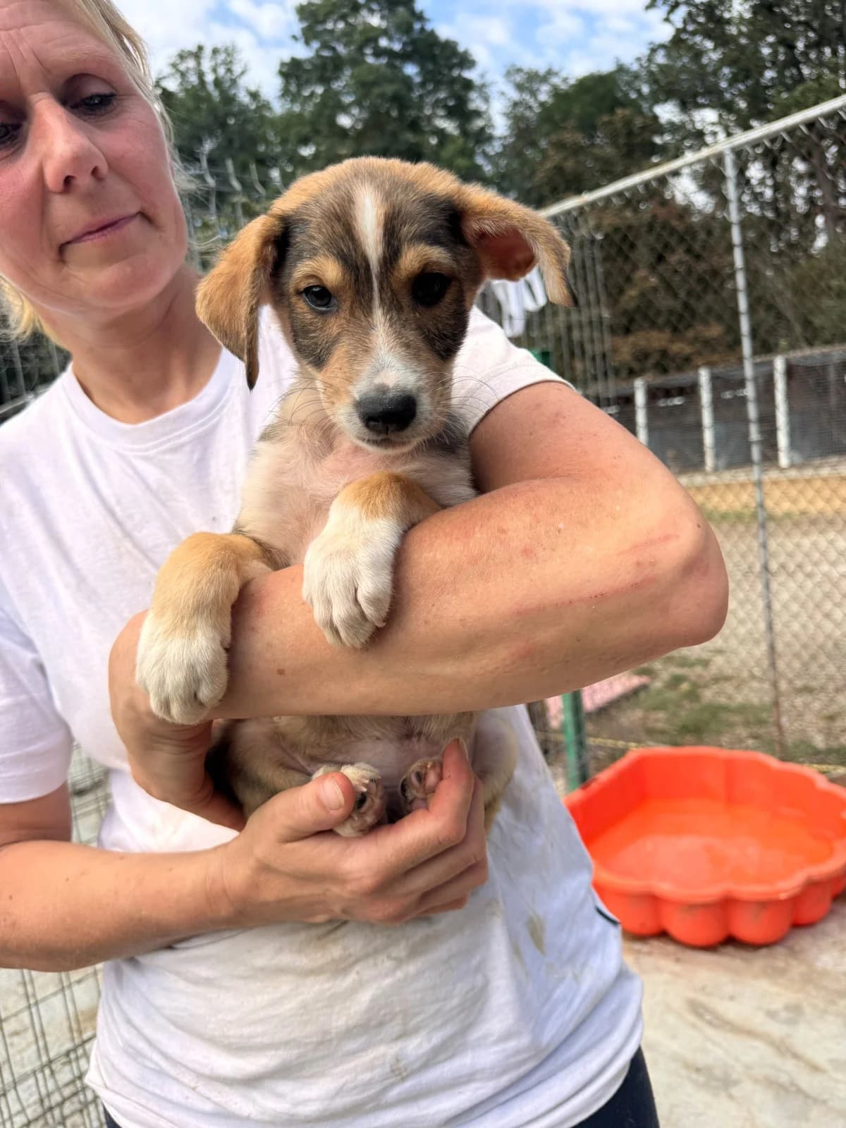 Rüde 1283, male puppy Mixed Breed for adoption at NaTiNo e.V.