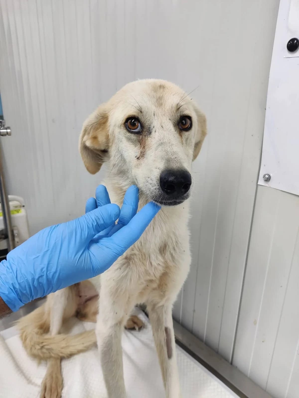 Tinkerbell, female young Mixed Breed for adoption at NaTiNo e.V.
