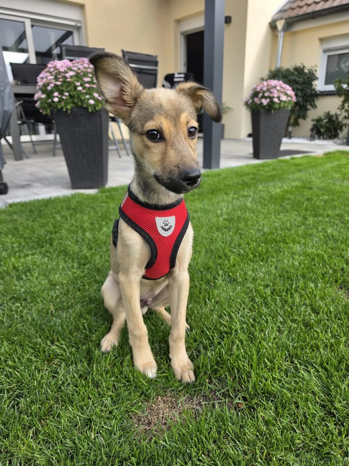 Joey, male puppy Mixed Breed for adoption at NaTiNo e.V.