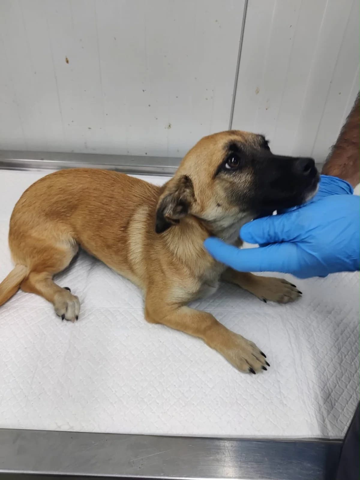 Vida, female puppy Mixed Breed for adoption at NaTiNo e.V.