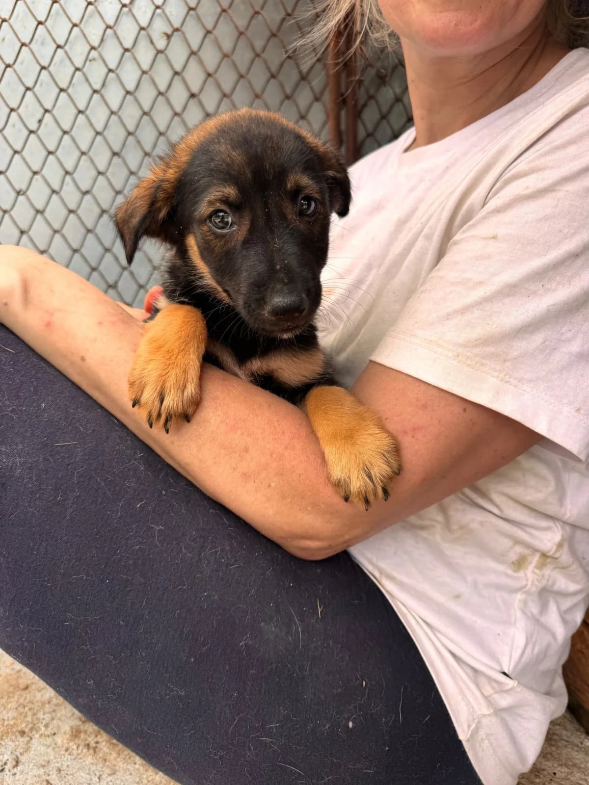 Willi, male puppy Mixed Breed for adoption at NaTiNo e.V.