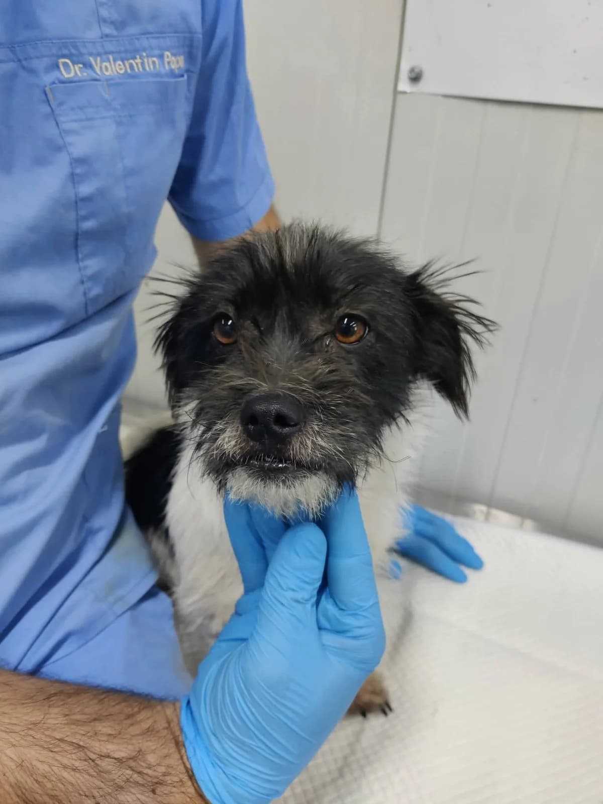 Snoopy, male young Mixed Breed for adoption at NaTiNo e.V.