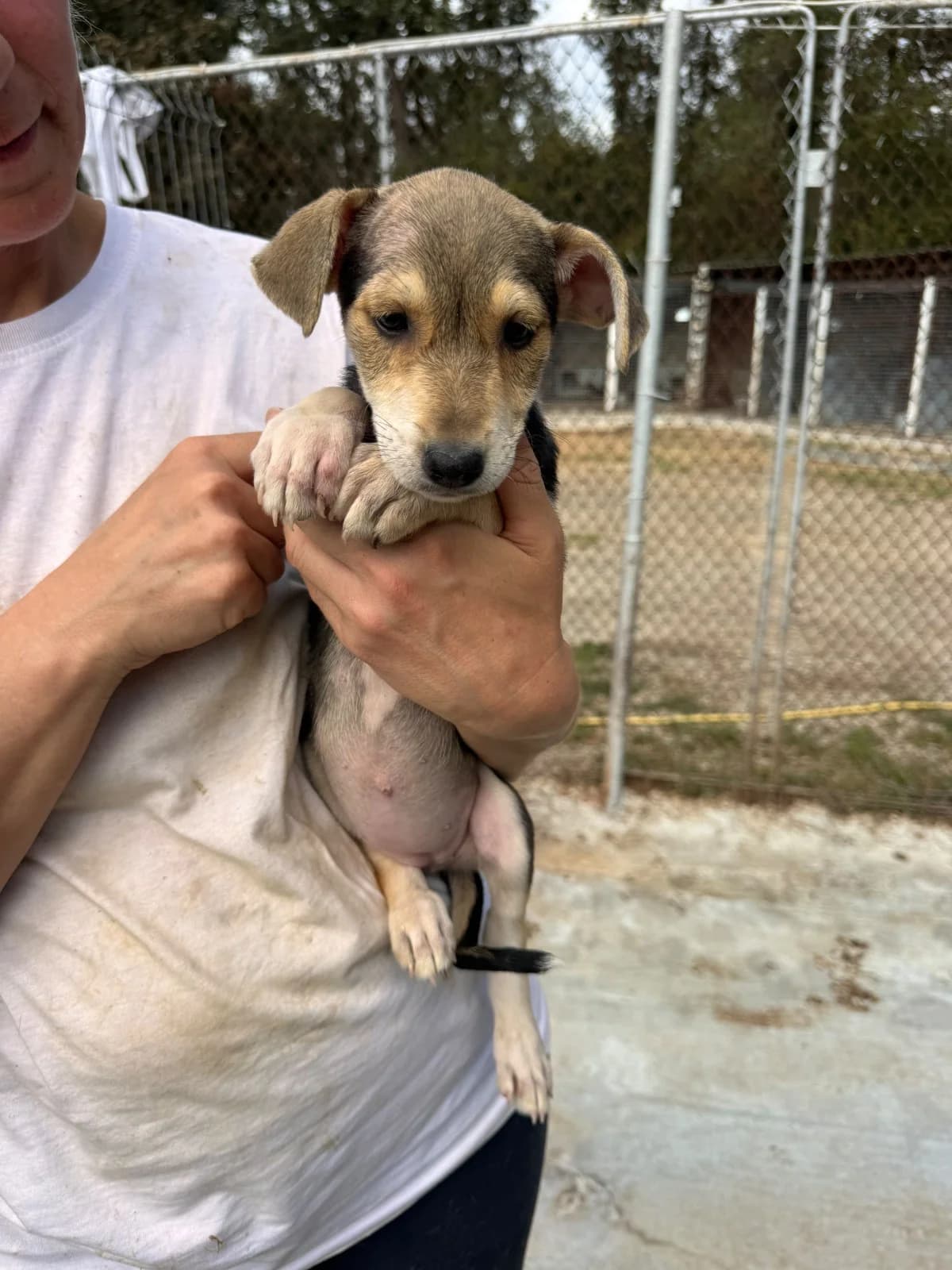 Hündin 1288, female puppy Mixed Breed for adoption at NaTiNo e.V.