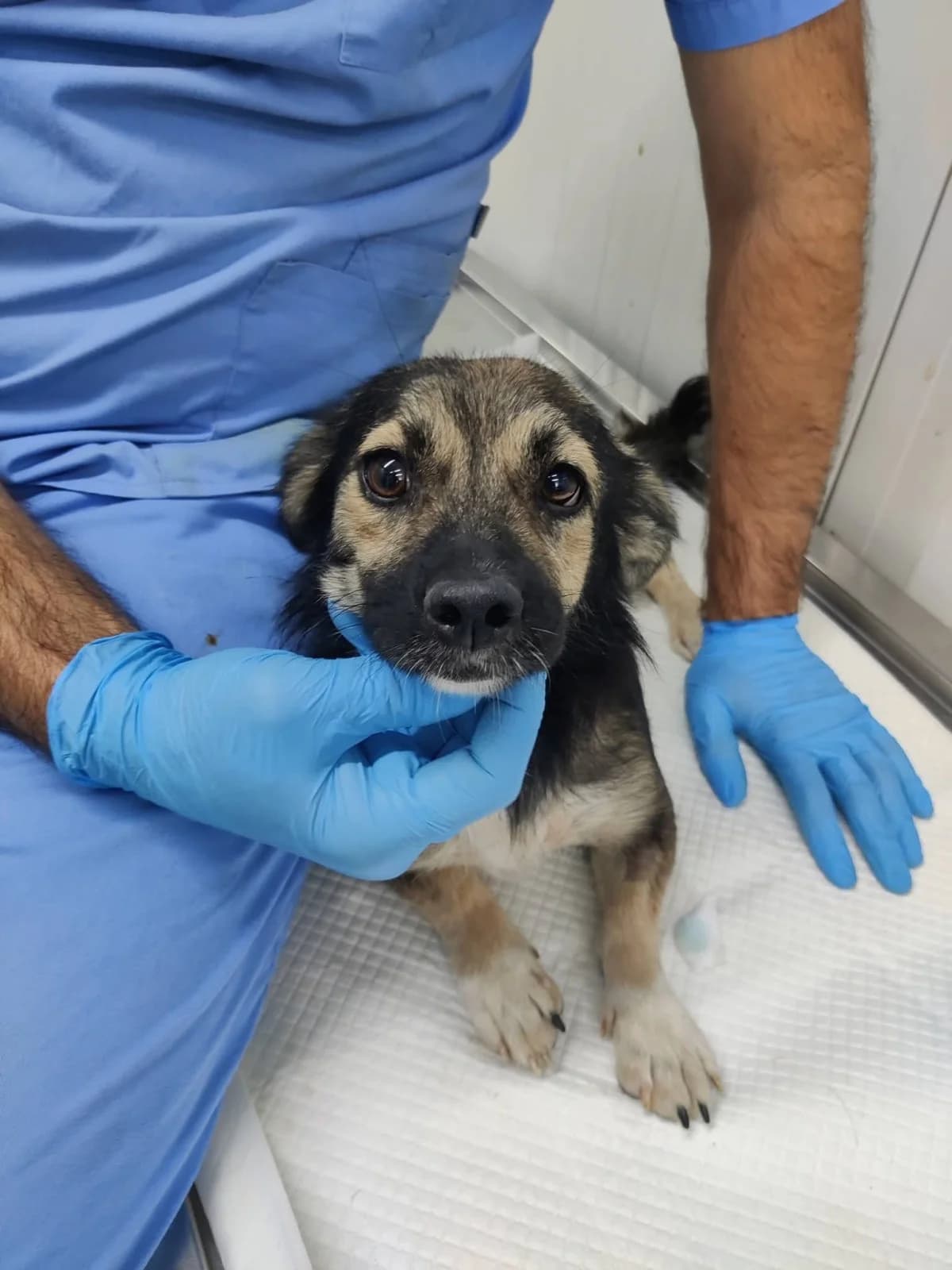 Hündin 1290, female young Mixed Breed for adoption at NaTiNo e.V.