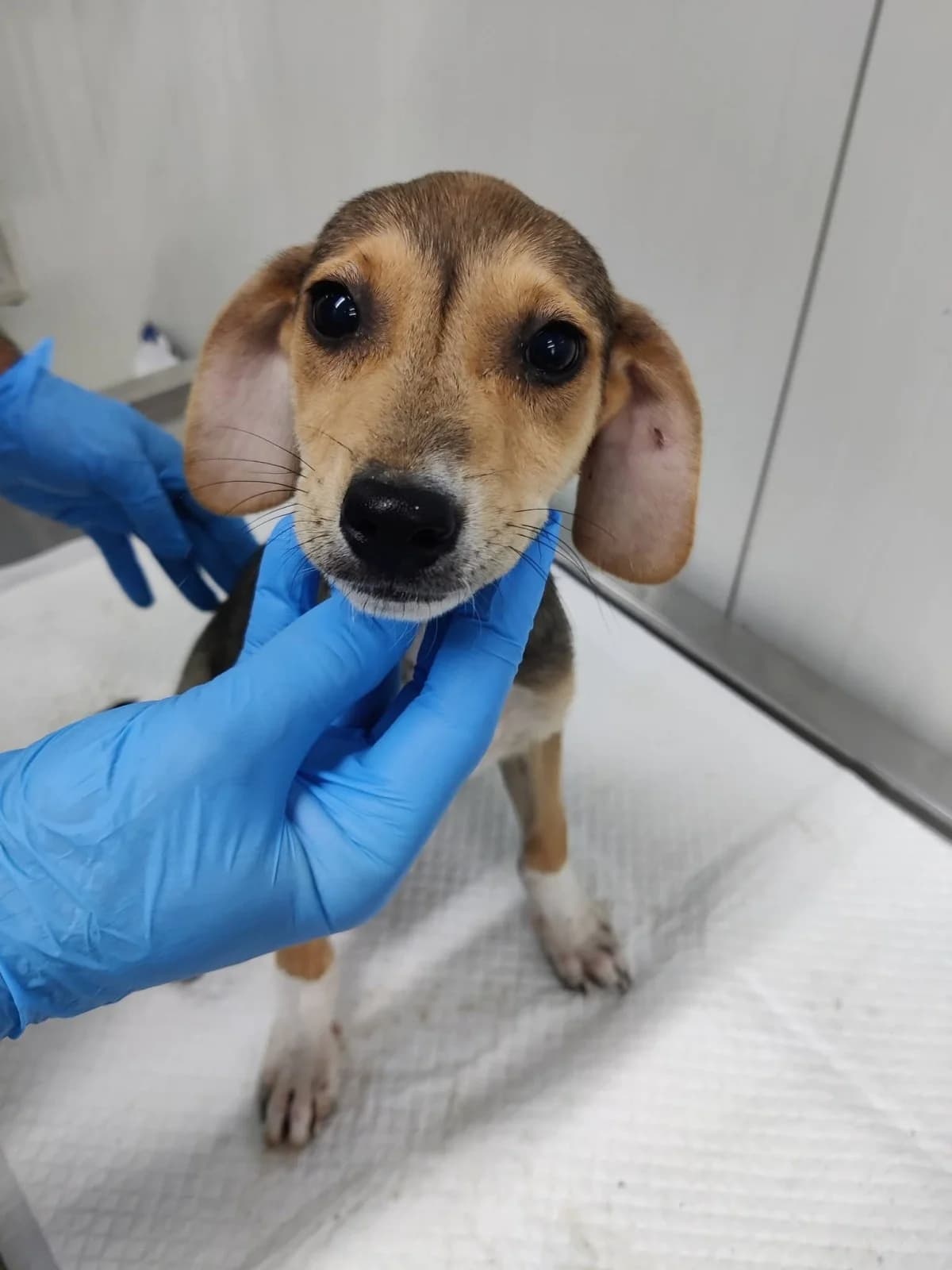 Lucy, female puppy Mixed Breed for adoption at NaTiNo e.V.