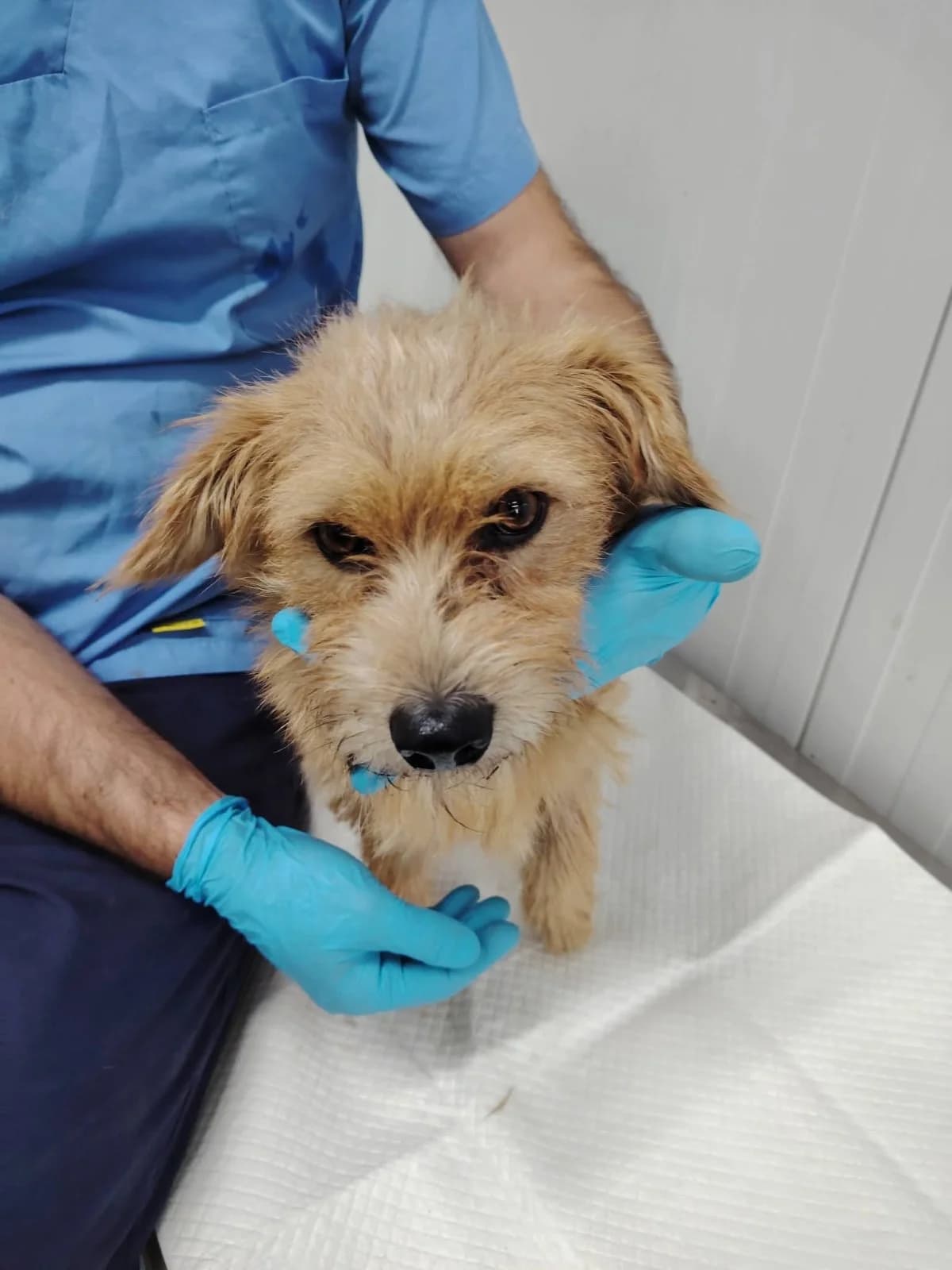 Toffee, male young Mixed Breed for adoption at NaTiNo e.V.