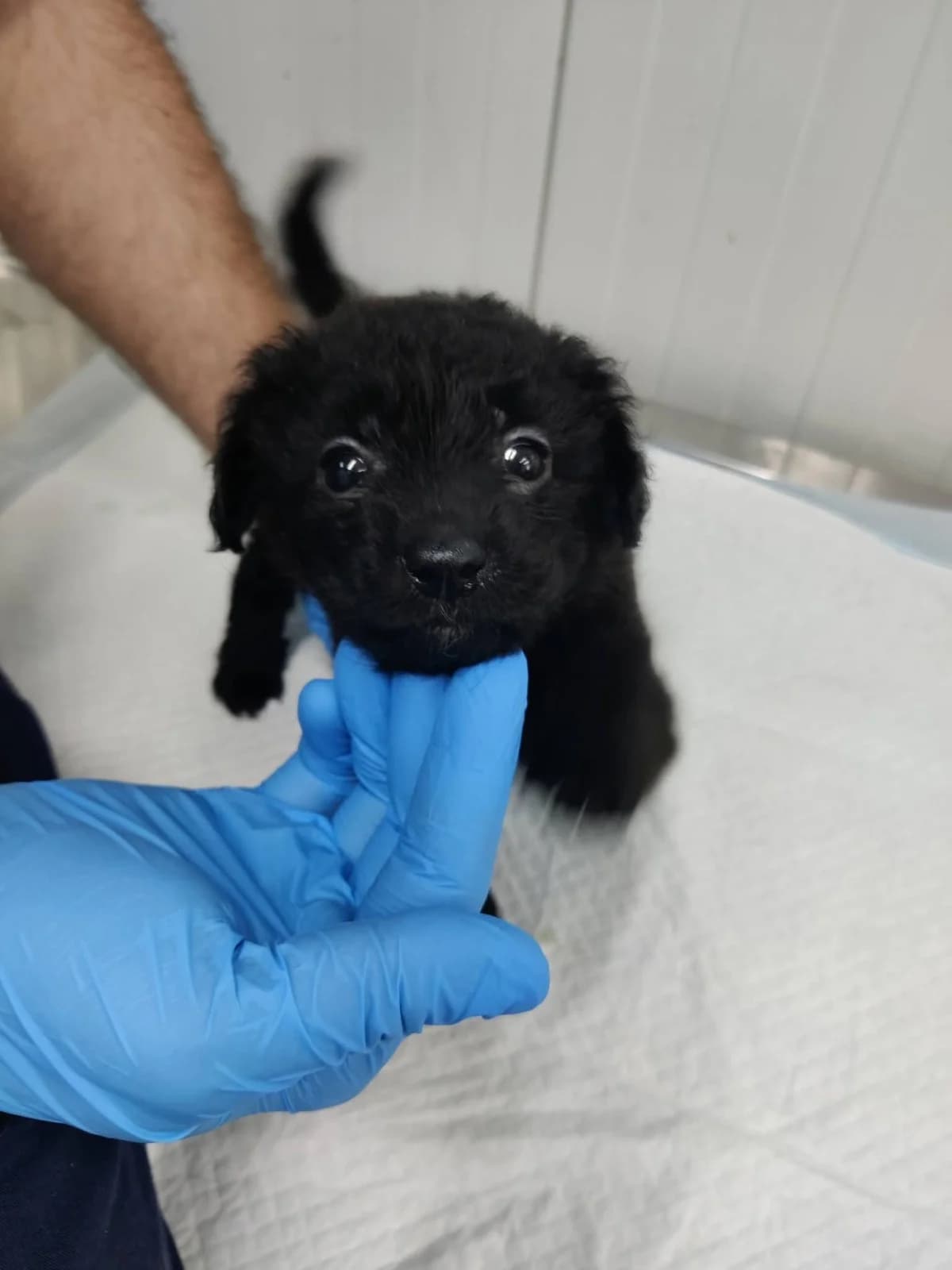 Lola, female puppy Mixed Breed for adoption at NaTiNo e.V.