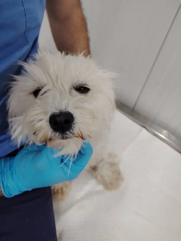 Snowy, female young Mixed Breed for adoption at NaTiNo e.V.