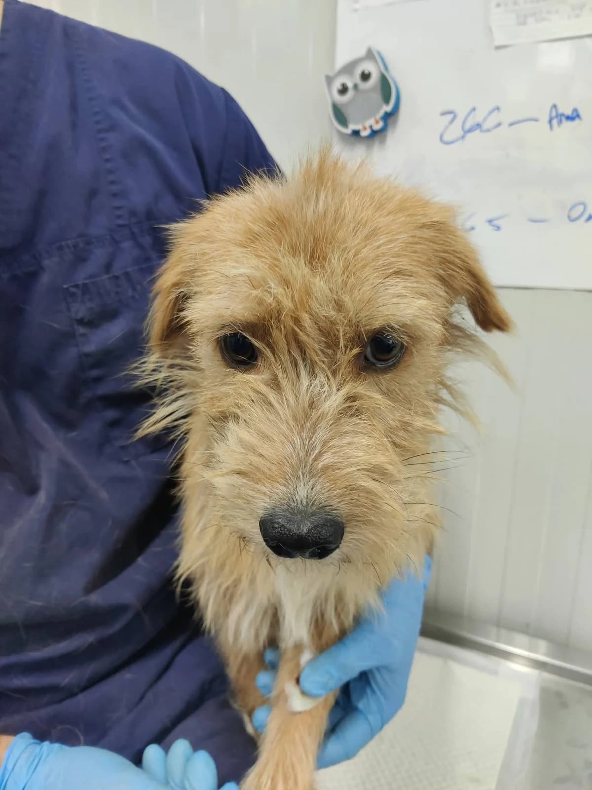 Fino, male young Mixed Breed for adoption at NaTiNo e.V.