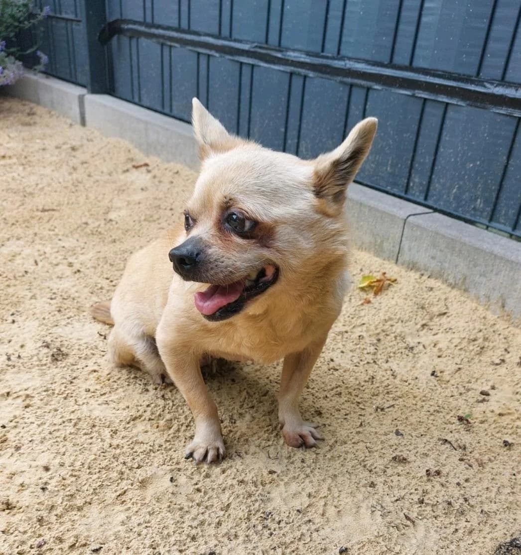 Bambi, female senior Mixed Breed for adoption at NaTiNo e.V.