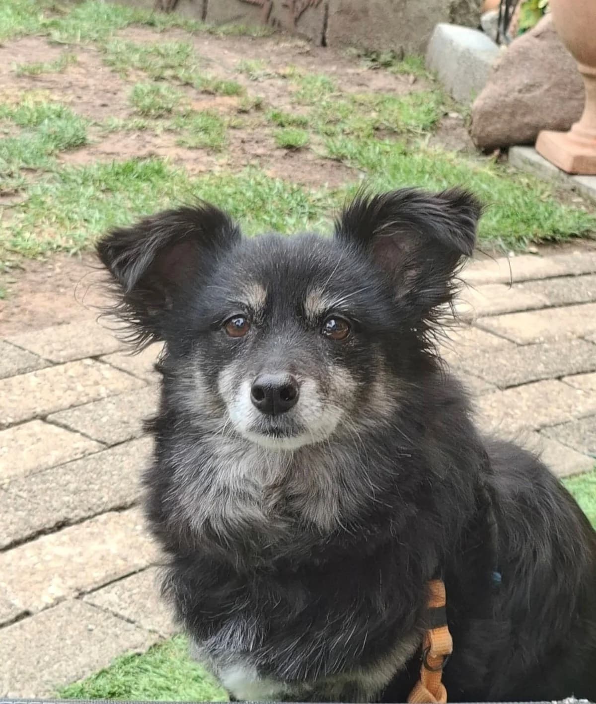Lisa, female senior Mixed Breed for adoption at NaTiNo e.V.