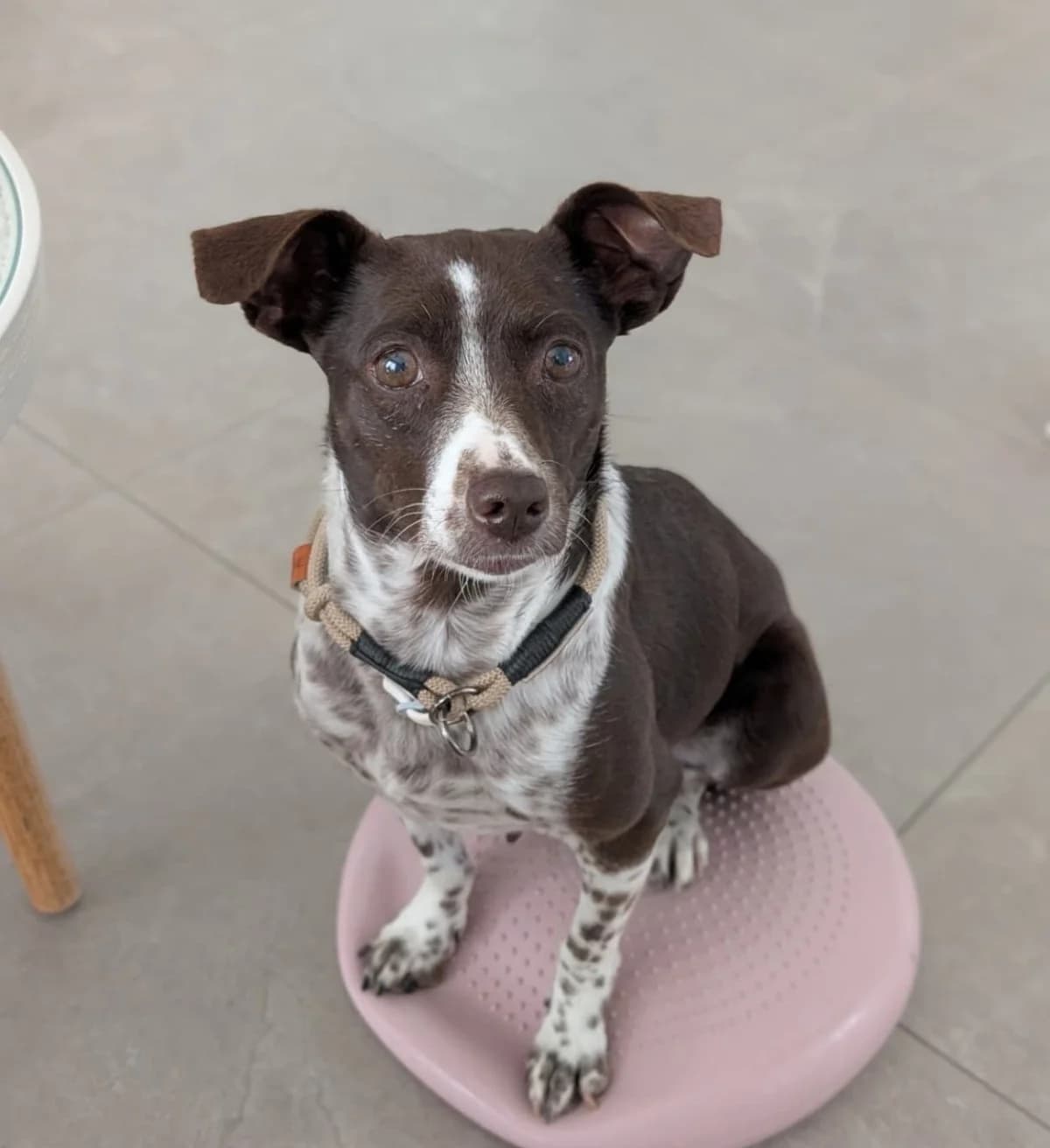 Enya, female senior Mixed Breed for adoption at NaTiNo e.V.