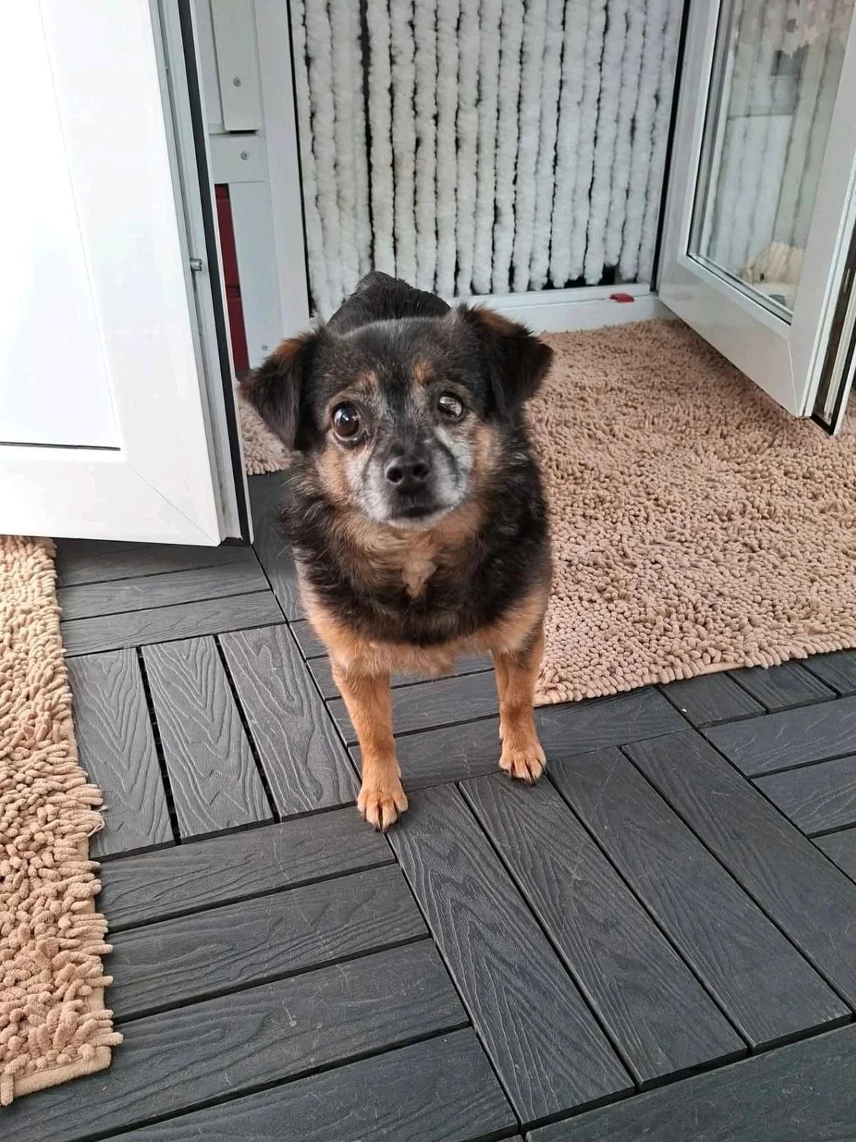 Lenchen, female senior Mixed Breed for adoption at NaTiNo e.V.