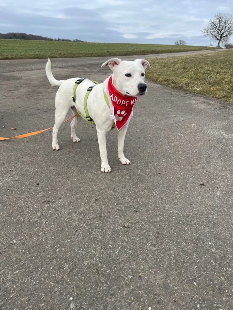 Afrodita, female 3yo Mixed Breed for adoption at NaTiNo e.V.