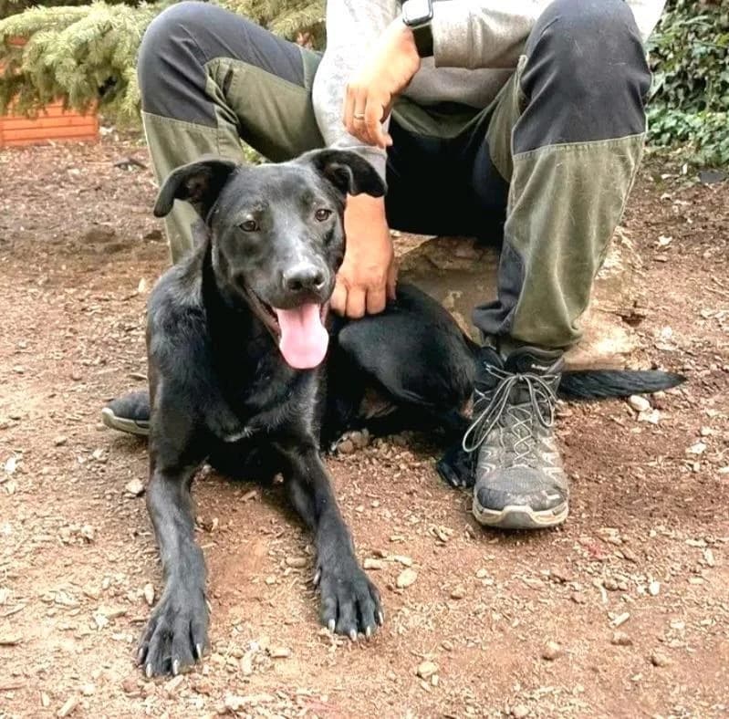 Leo, male 4yo Mixed Breed for adoption at NaTiNo e.V.