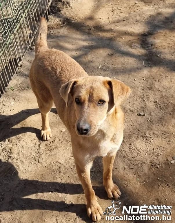 Ambrus, male 6yo Mixed Breed for adoption at Noah Tierheim Ungarn