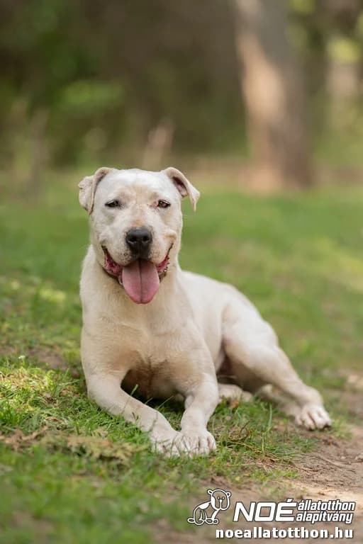 Angelin, female 5yo Mixed Breed for adoption at Noah Tierheim Ungarn