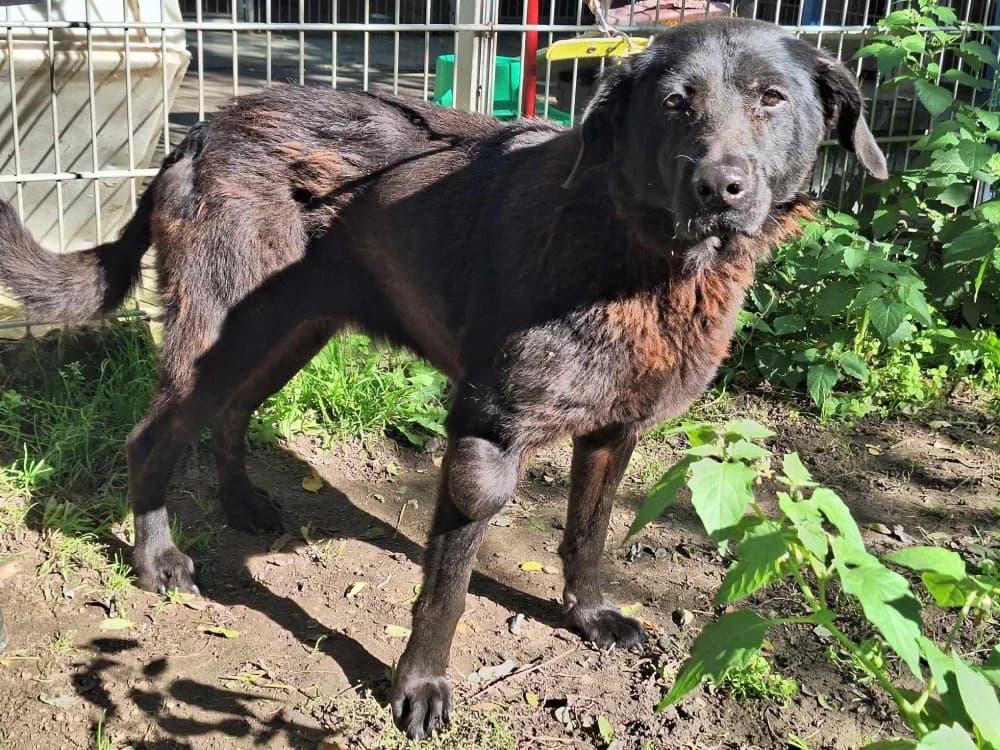 Bumszli, female senior Mixed Breed for adoption at Noah Tierheim Ungarn