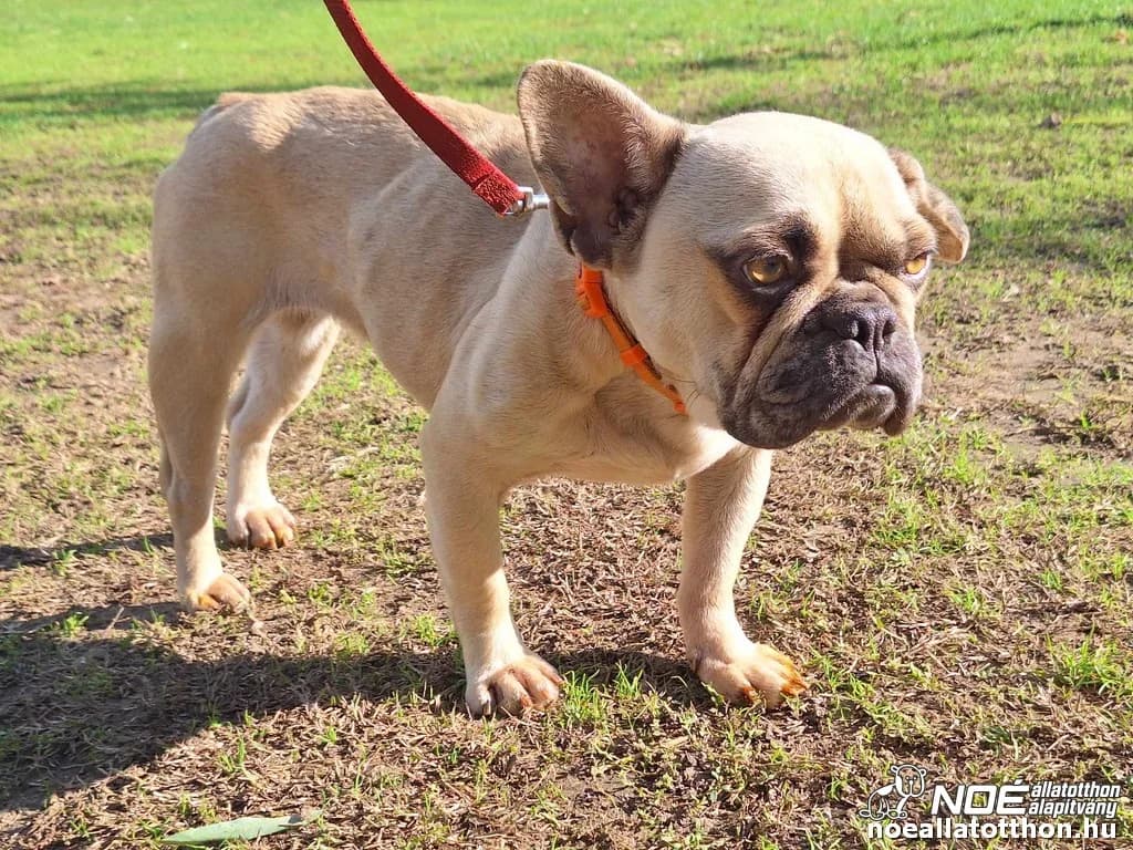 Flóra, female 5yo French Bulldog for adoption at Noah Tierheim Ungarn