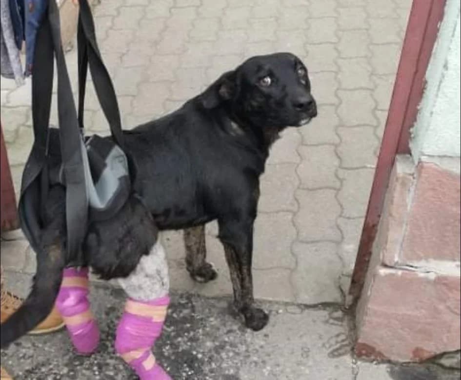 Gino, male 5yo Mixed Breed for adoption at Noah Tierheim Ungarn
