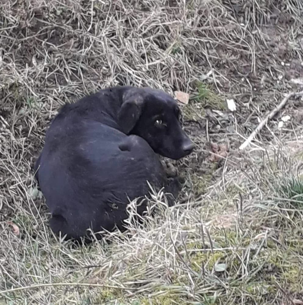 Gino, male 5yo Mixed Breed for adoption at Noah Tierheim Ungarn